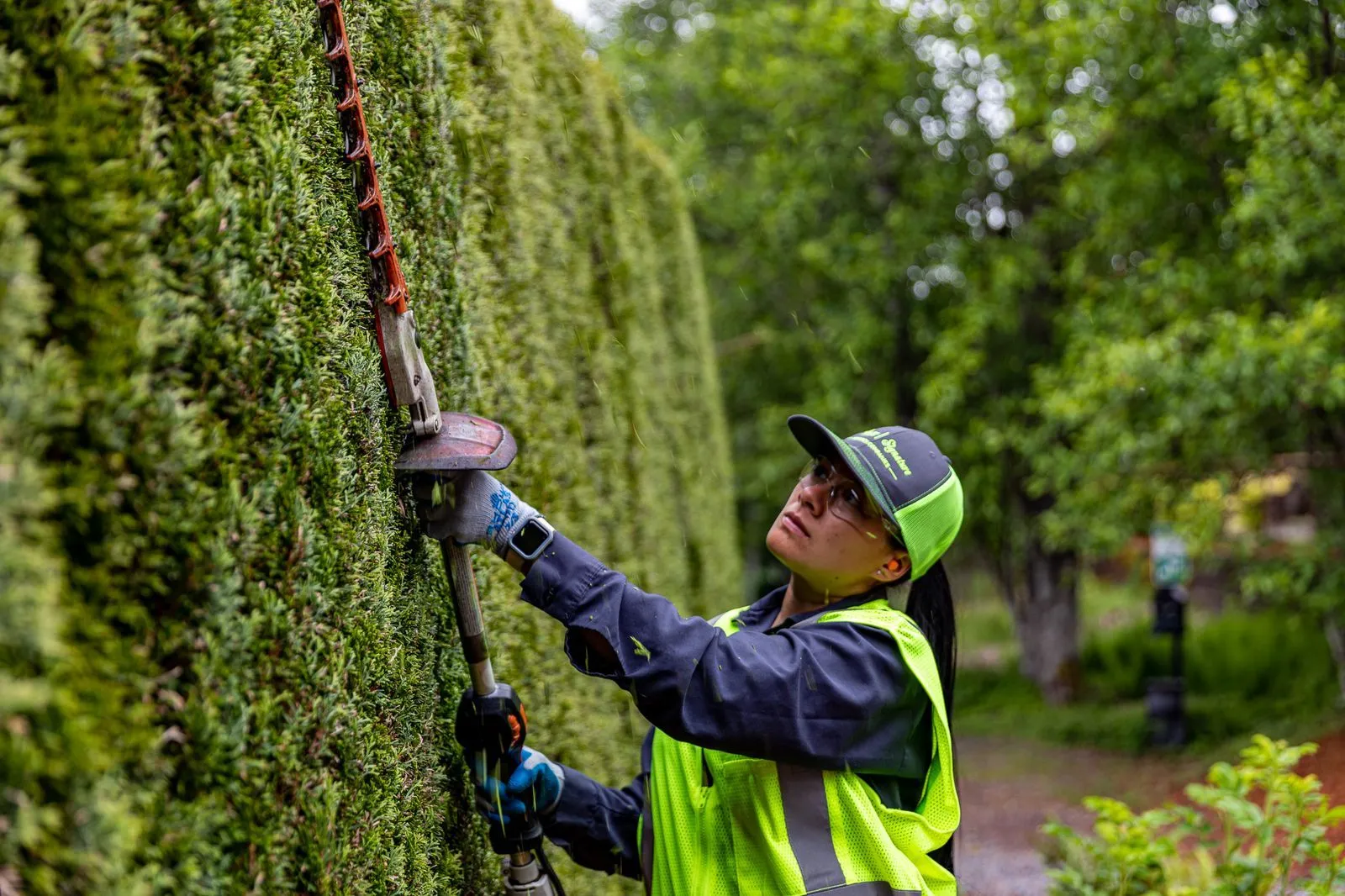 A worker carefully trimming the hedges beside a dirt path. 
