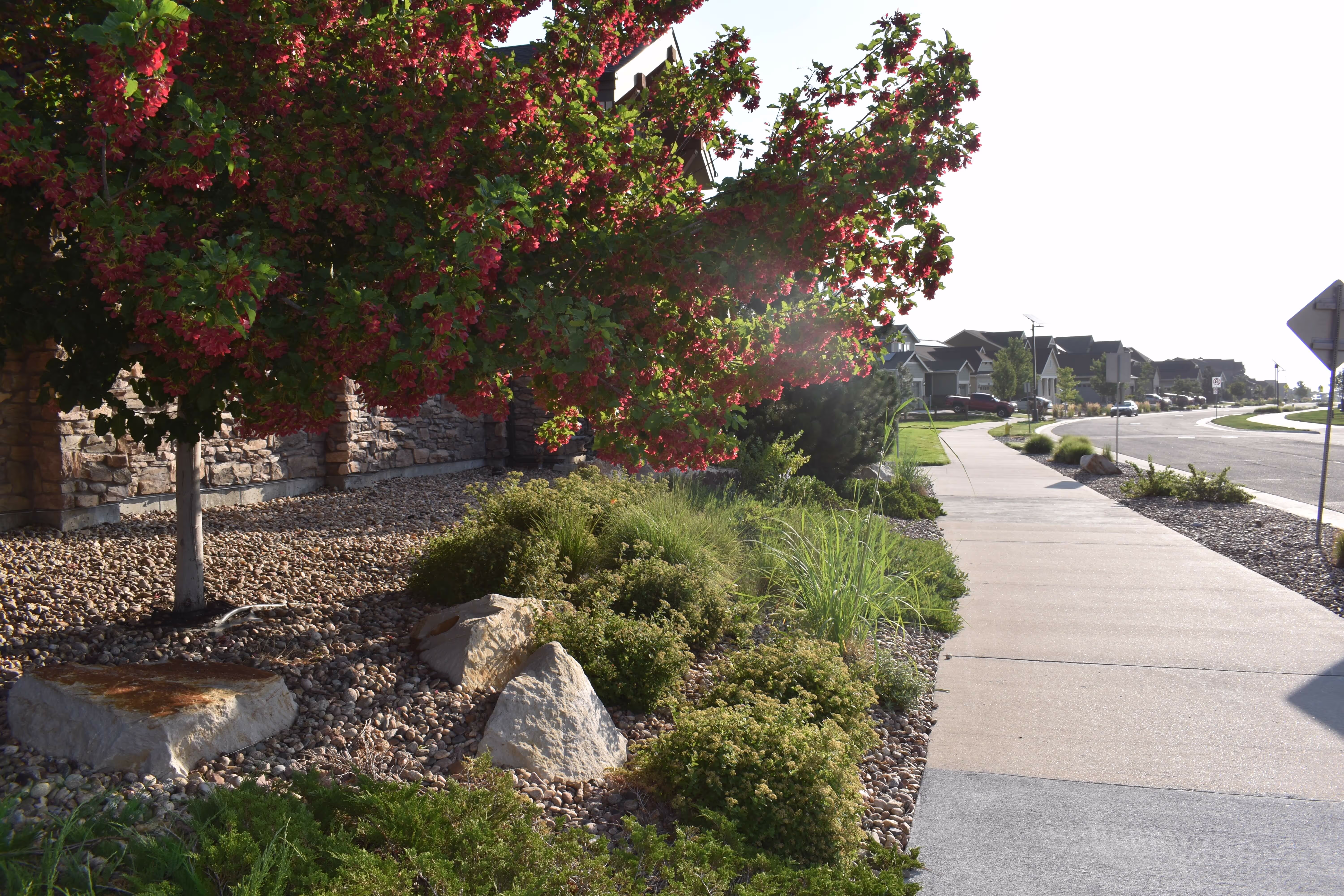 A blooming tree with vibrant red flowers stands beside a sidewalk of a calm and quiet residential neighborhood.