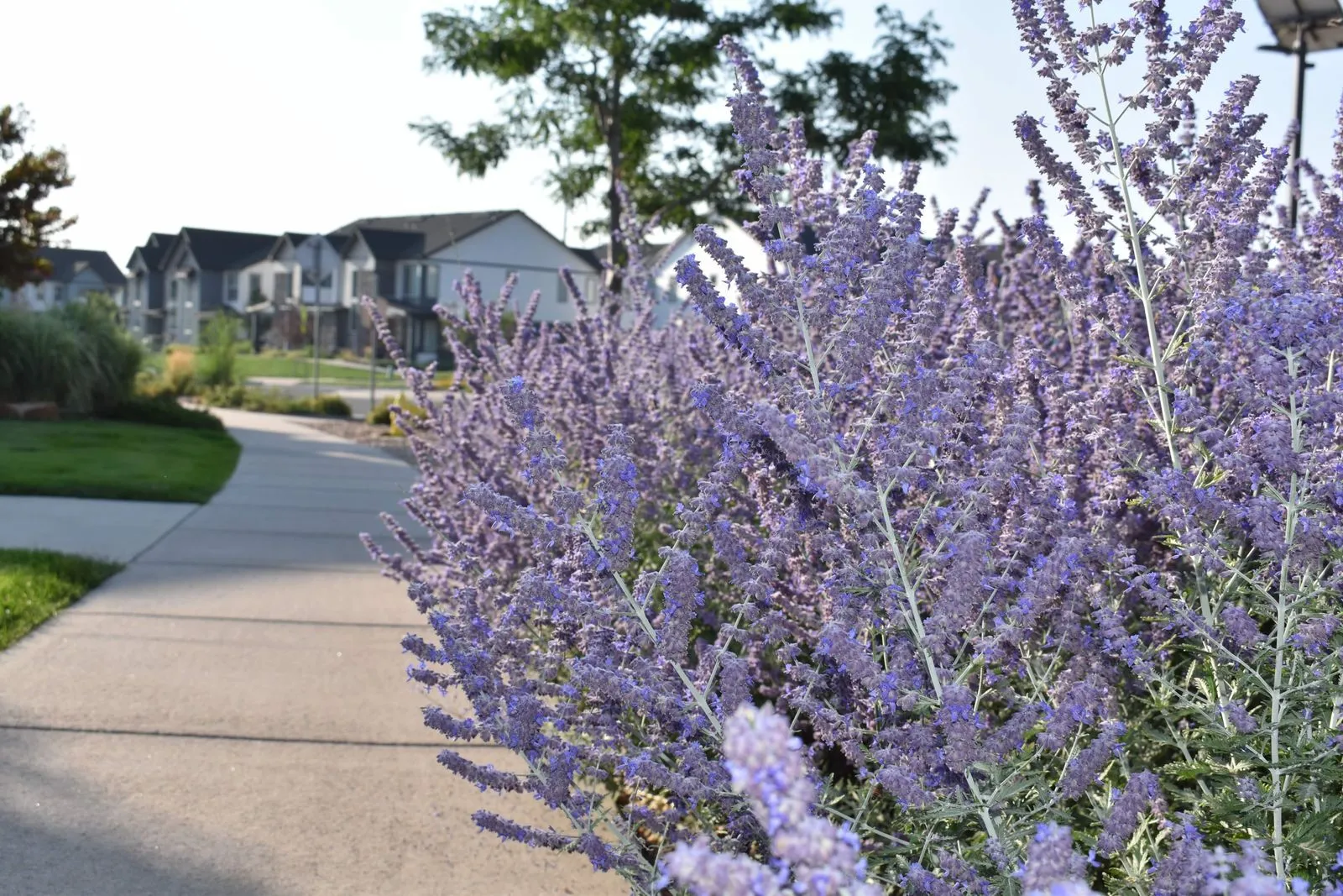 Along the sidewalk of a calm neighborhood sits a line of vibrant purple flowers and perfectly trimmed grass. 