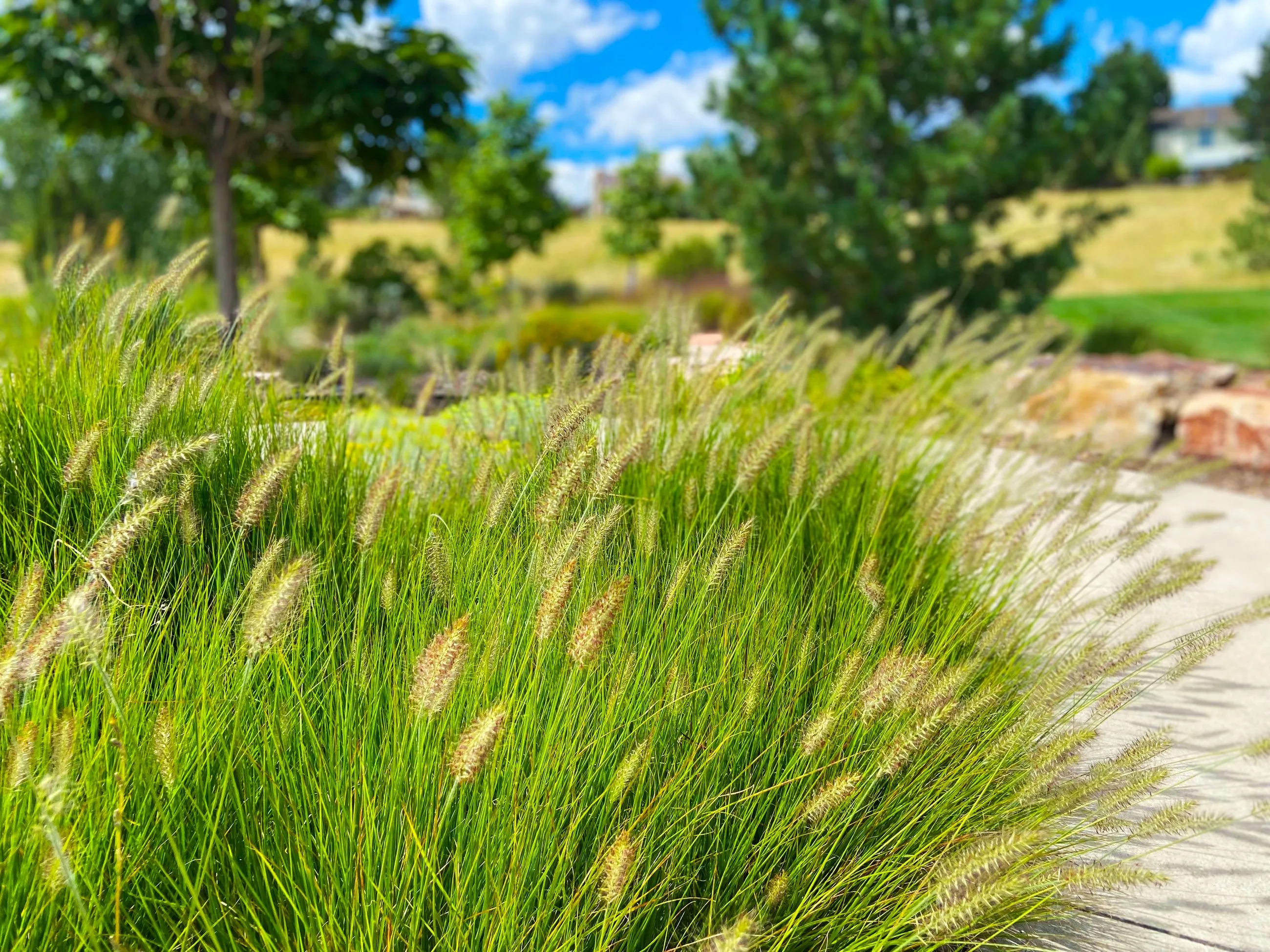 A bush of pampas grass sway beside a concrete pathway, with a backdrop of towering trees.