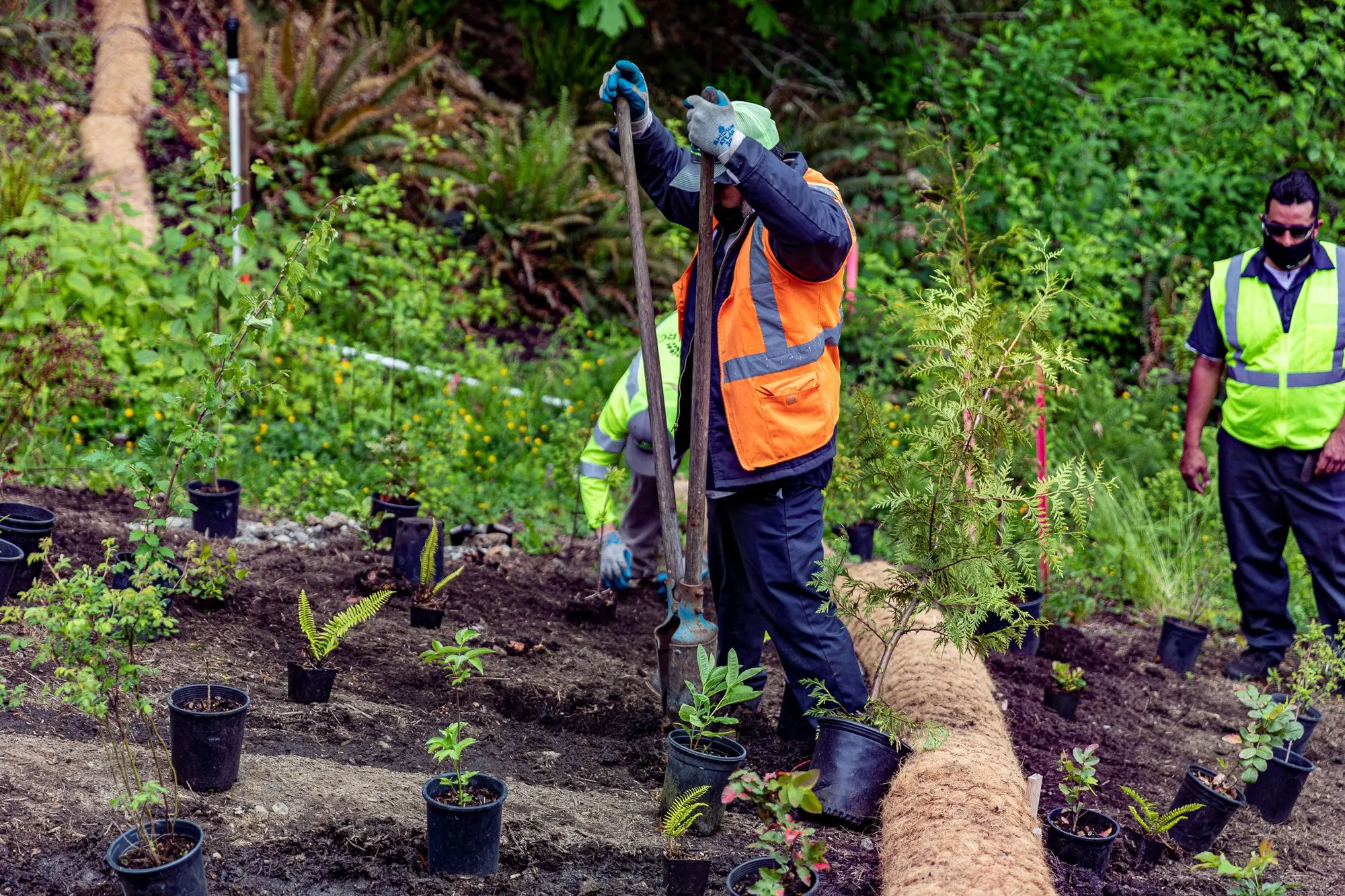Workers prepare the soil for rows of potted plants, creating the foundation for new growth. 