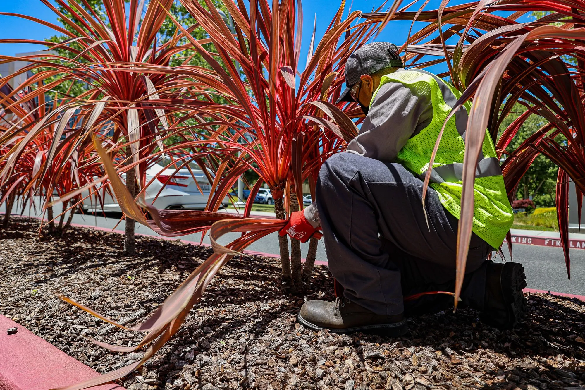 A worker maintaining the vibrant red leaves of a lush row of plants that are lined across the road. 