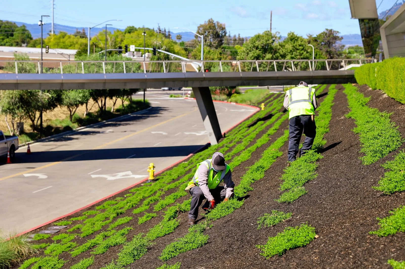Workers maintaining green patches of a gentle hill where a commercial building stands above. 