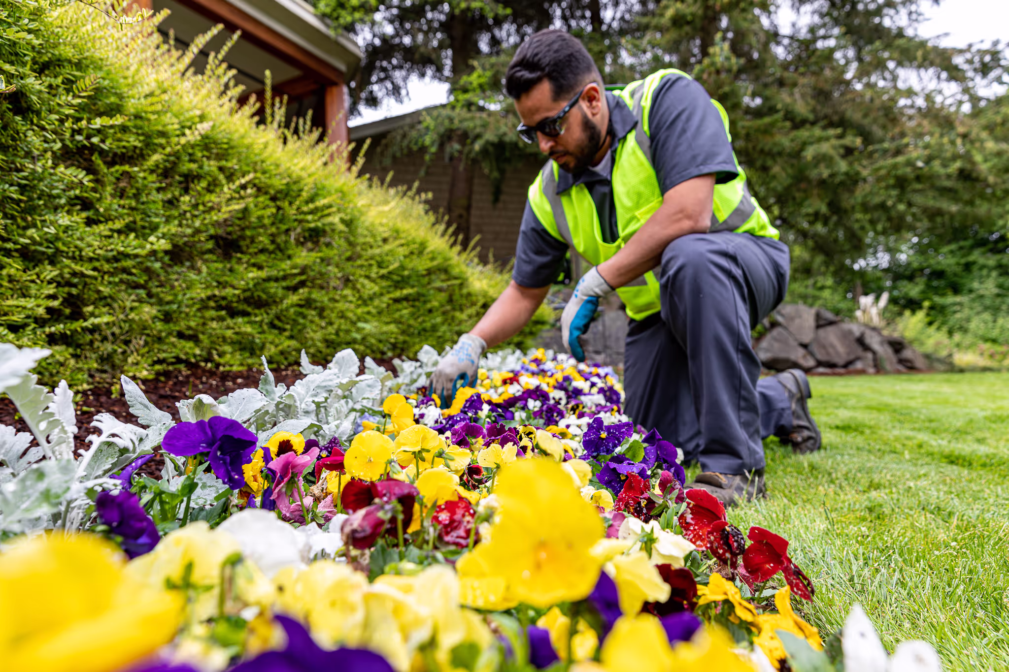 A person in a safety vest planting colorful pansies and other flowers in a flowerbed.