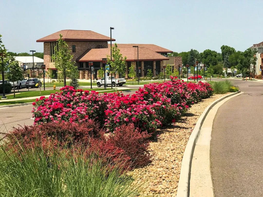 Bordering the road to a building, a mix of blooming red flowers and vibrant plants creates a warm and inviting welcome.