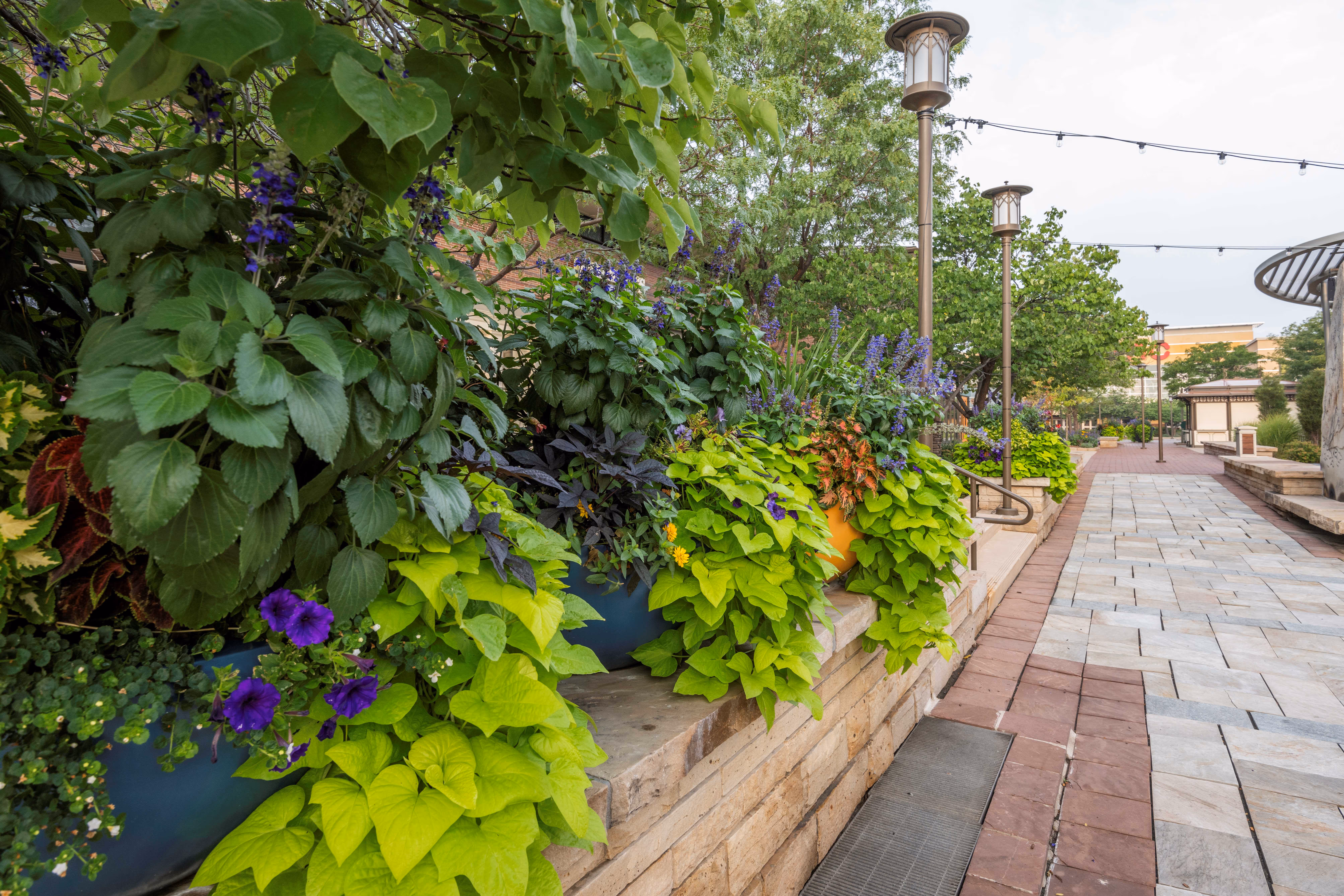 The pathway through a retail shopping center is bordered by purple flowers and lively plants, creating a vibrant atmosphere.