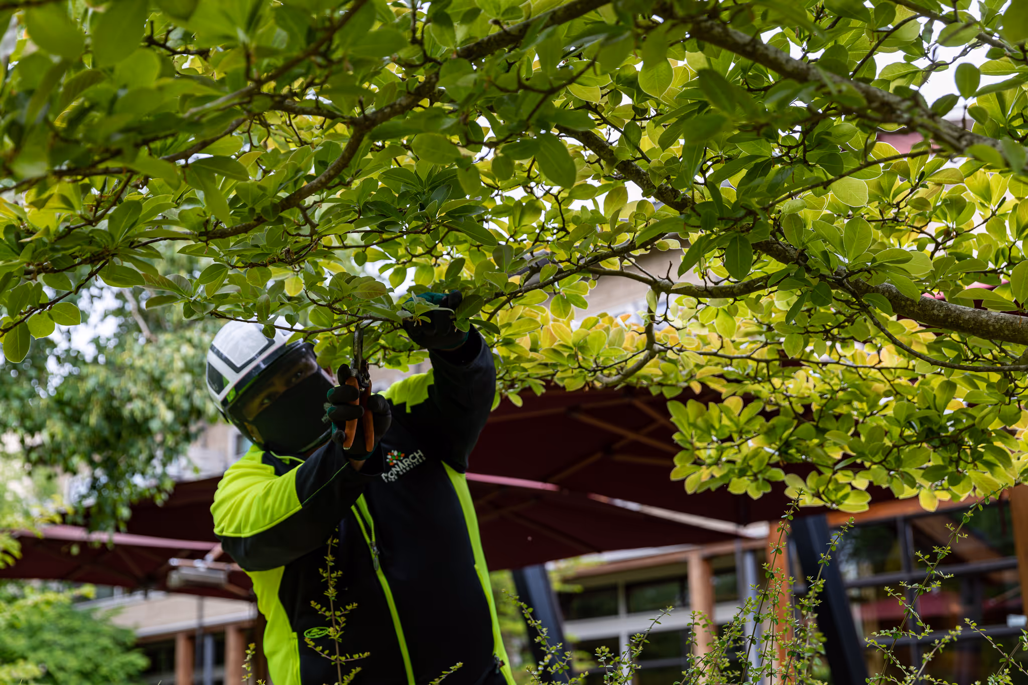A worker balances on a ladder, skillfully trimming the branches of a tree.