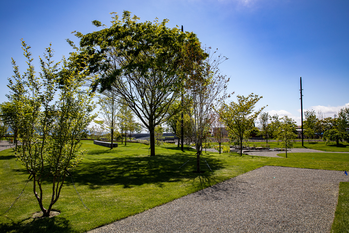 Essential Tree Care Services That Contribute to a Beautiful Landscape