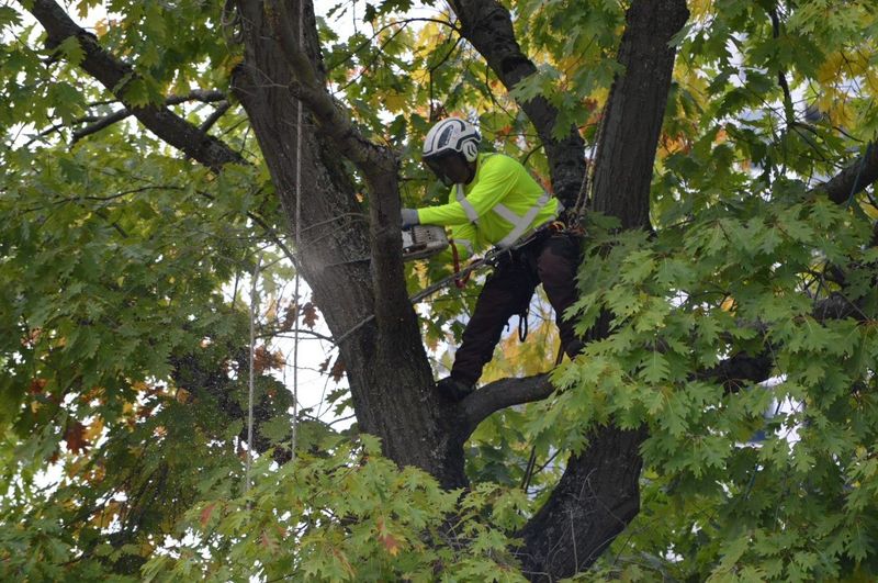 trimming trees, structural pruning, pruning services, urban forestry services