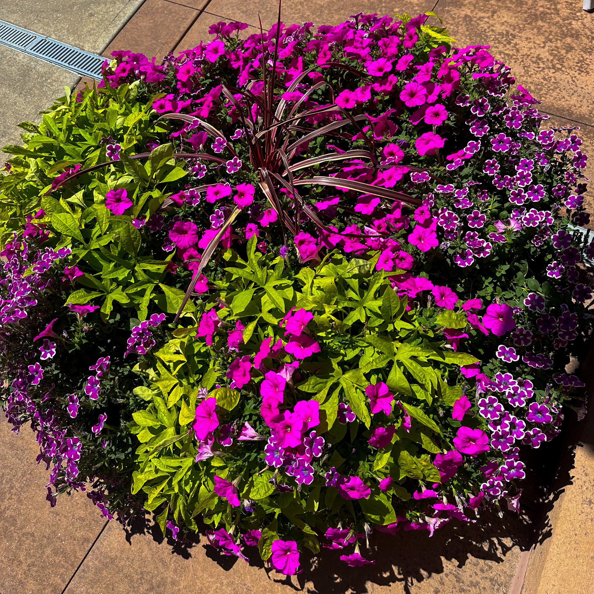 A pot with beautiful seasonal flowers