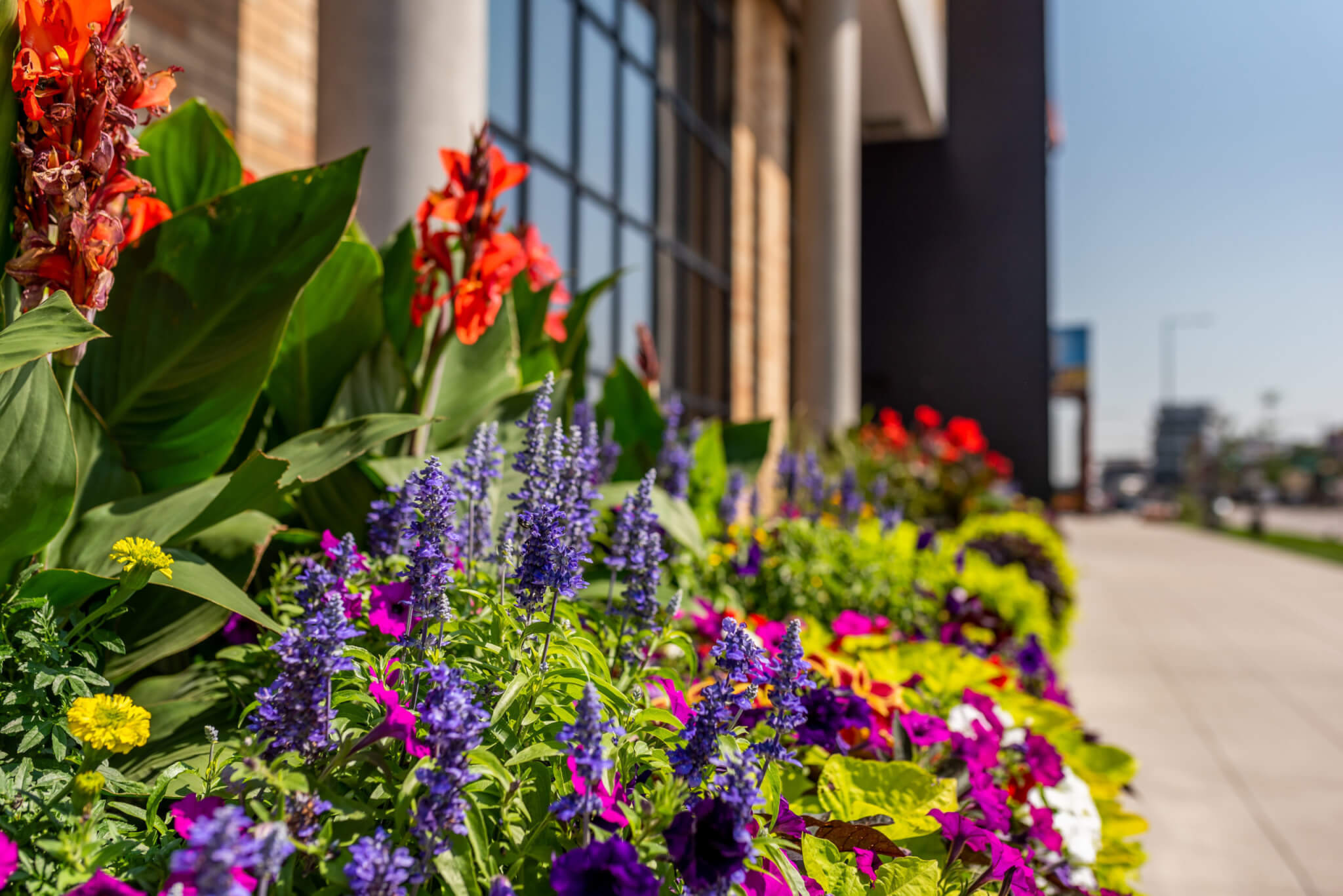 Seasonal Flowers, Seasonal color, beautiful flowers