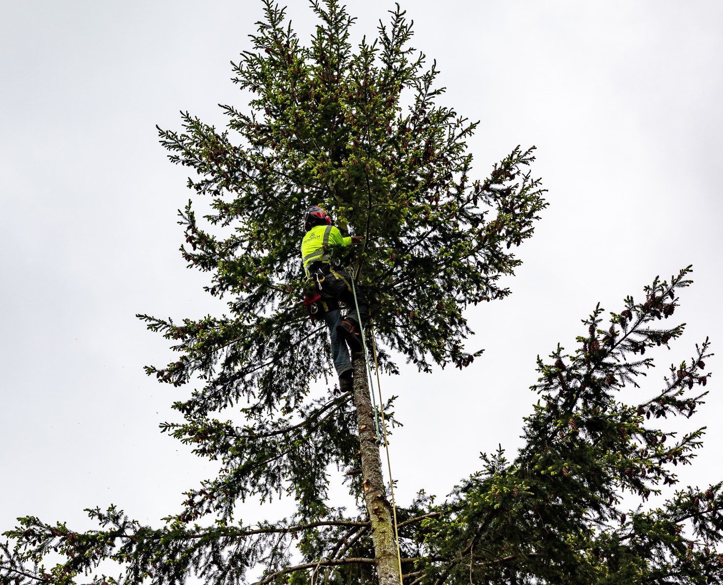 tree care services, pro tree services, tree expert