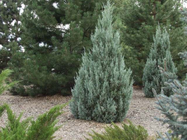 February Flora: Native Plants for Sustainable Commercial Landscaping
