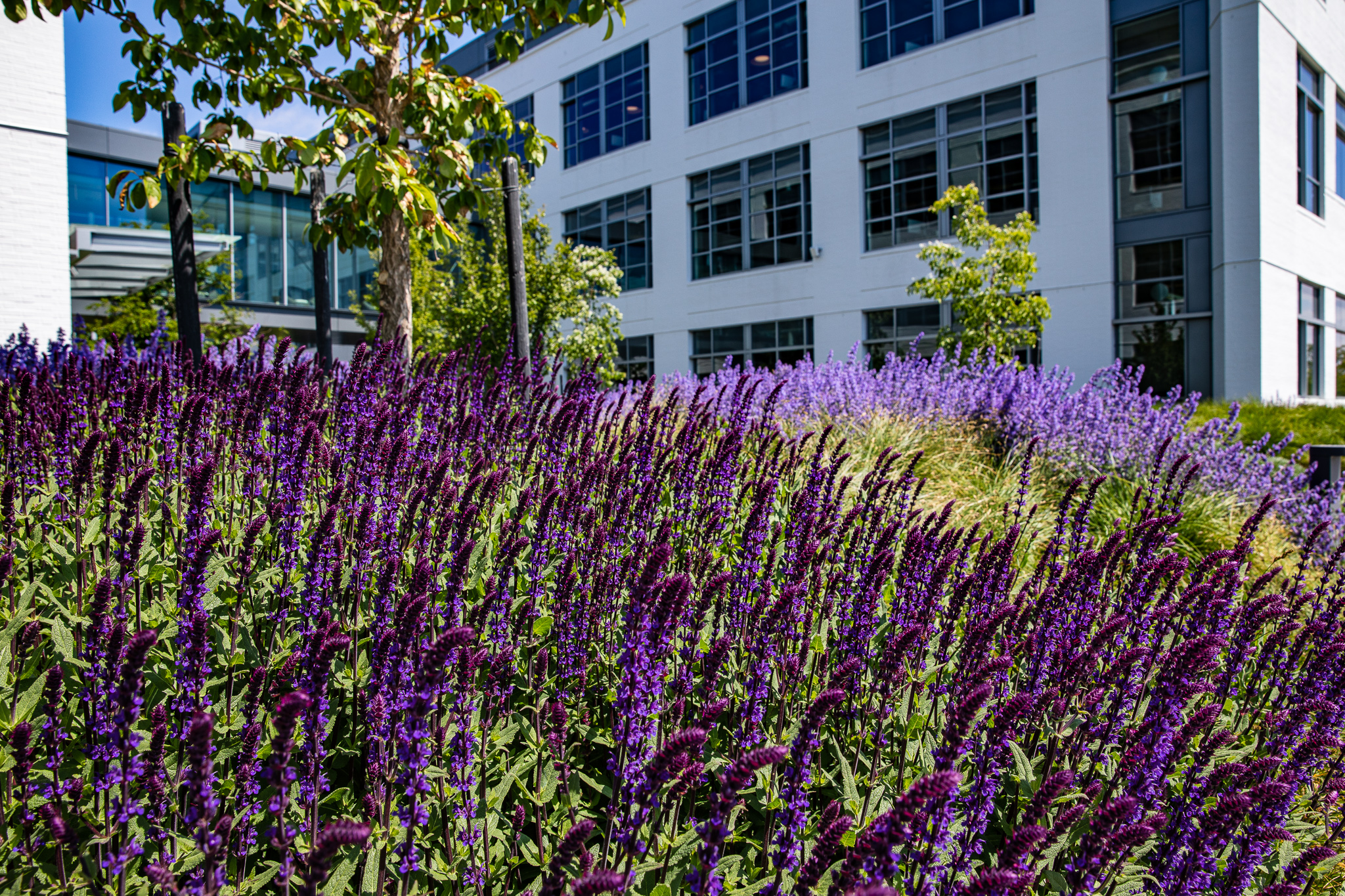 Infuse Vibrance into Your Summer with Gorgeous Annuals