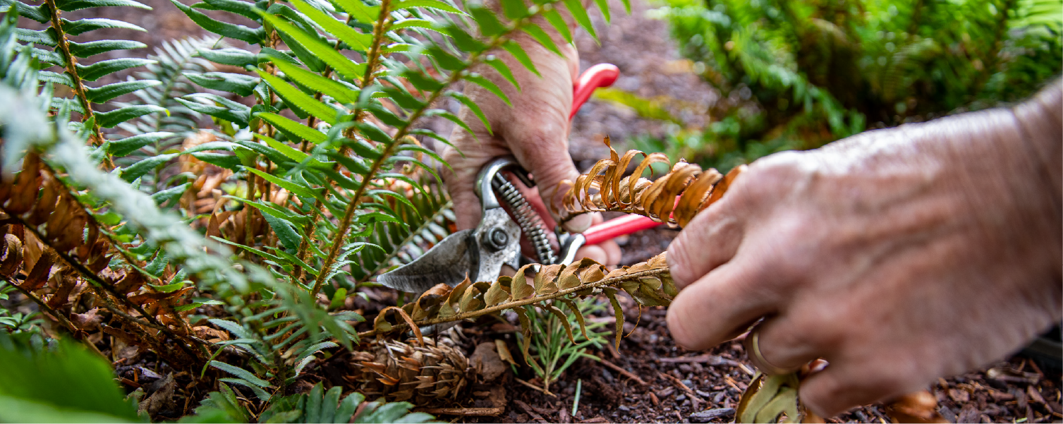 Fall pruning and seasonal cleanups for a well-maintained commercial landscape.
