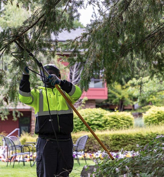 Protecting Your Trees During the Dormant Season