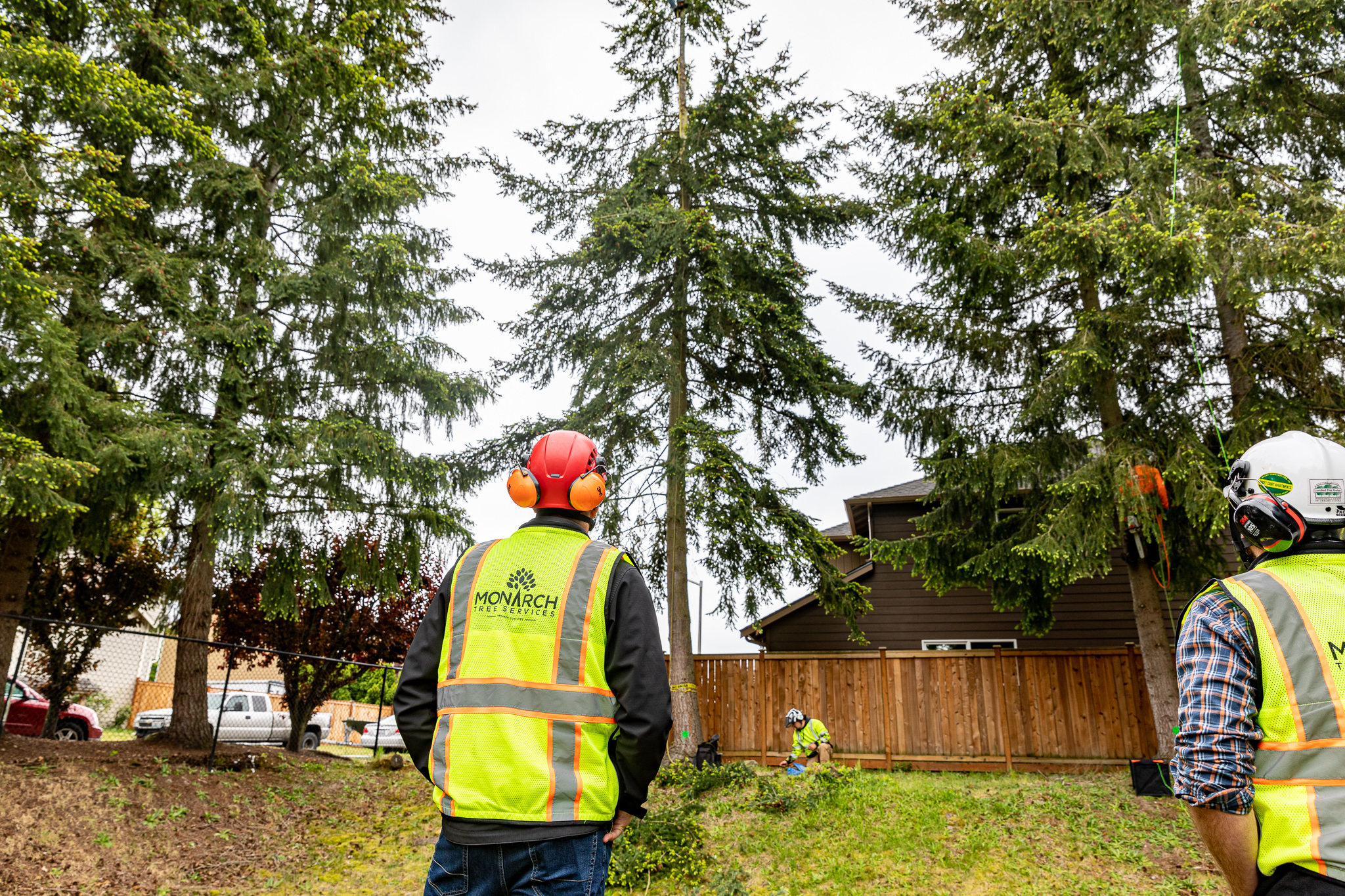 Pruning Plants and Plant Your Trees This Fall