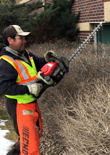 pruning plants, planting trees in fall, pruning a tree,