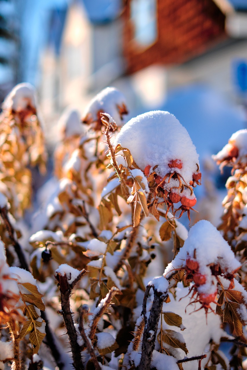 The Crucial Role of Monarch Landscape in Winter Property Maintenance