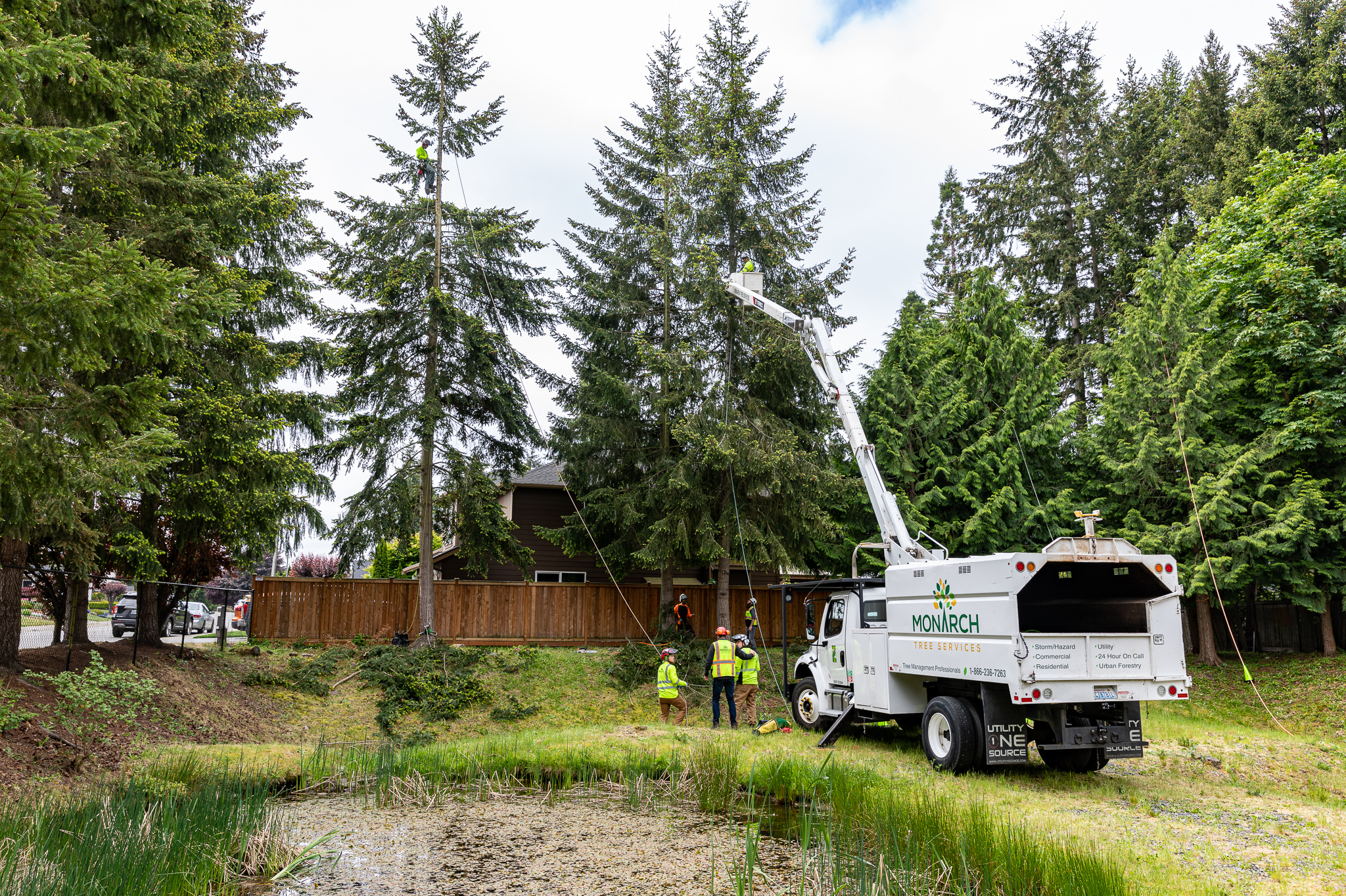 damaged trees, tree storm damage, storm damaged trees,  storm damage to trees,
