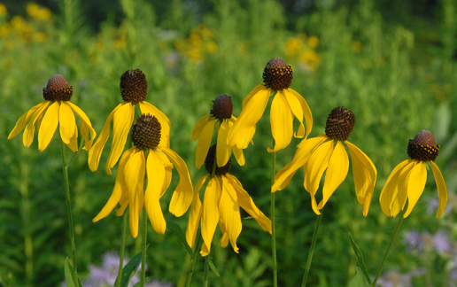 What Is the Difference Between Perennial flowers and Annuals?