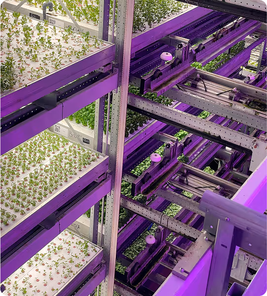 Vertical Farm Basil