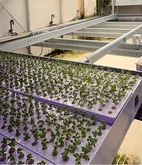 Vertical Farm Basil