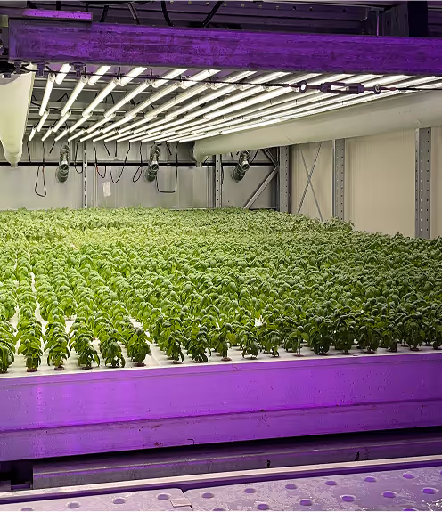 Vertical Farm Basil