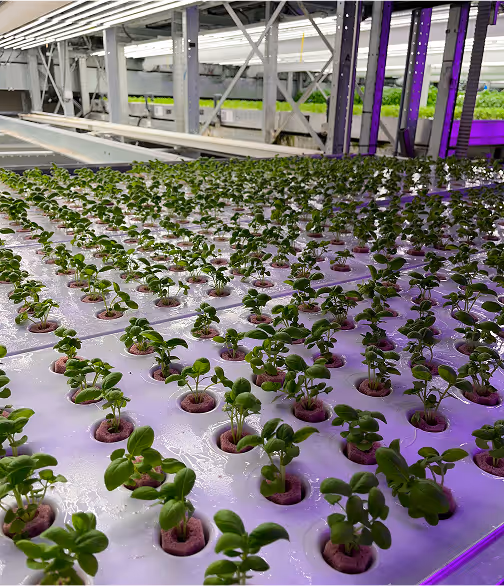 Vertical Farm Basil