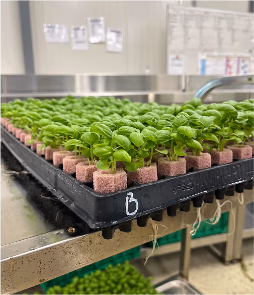 Vertical Farm Basil