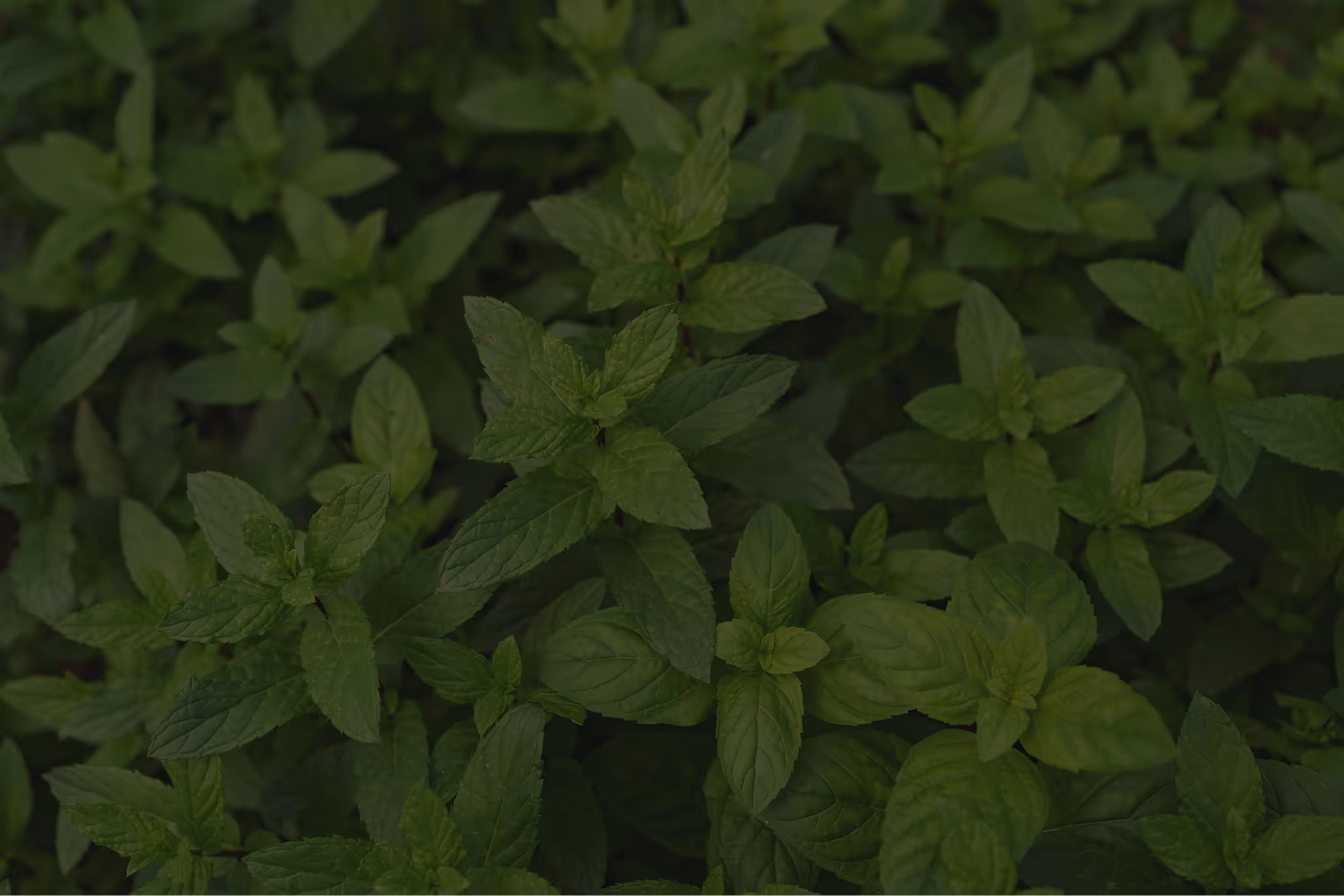 Mint bg