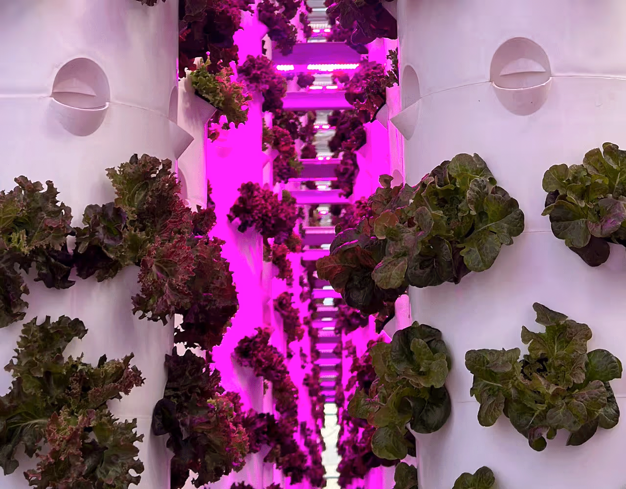 Sokovo inaugurates vertical farm at Dubai Industrial City to bolster national food security agenda| Dubai Industrial City