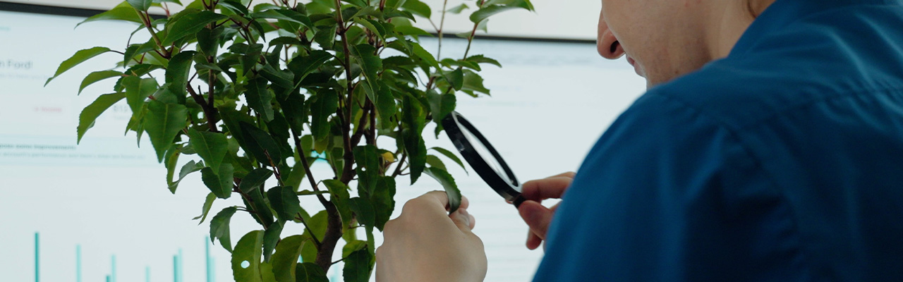 Der Baum wird gepflegt und untersucht.