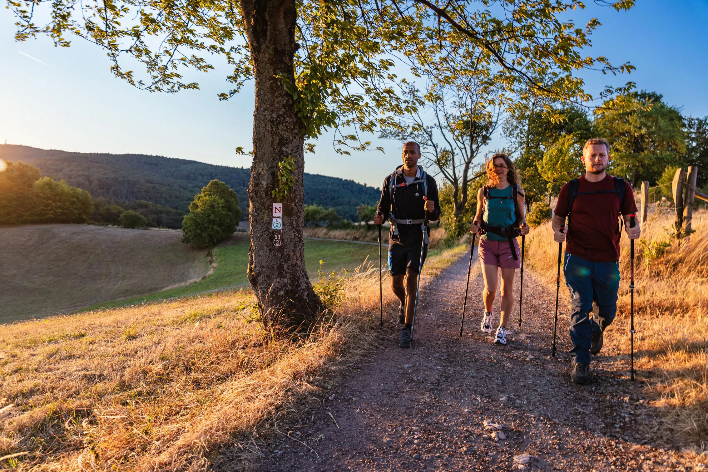 Drei Wanderer mit Trekkingstöcken gehen auf einem sonnenbeschienenen Pfad durch eine hügelige Landschaft mit Bäumen und Wiesen.