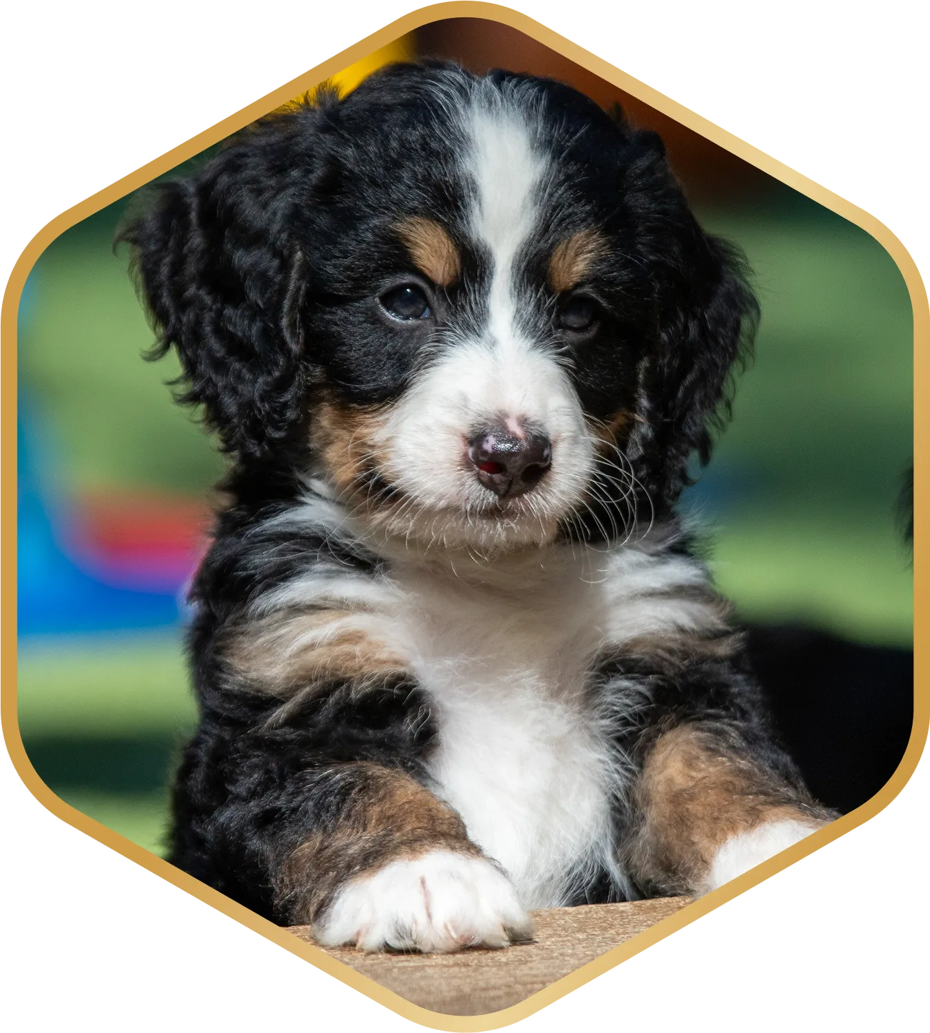 A bernedoodle puppy standing on his back legs leaning on a table.