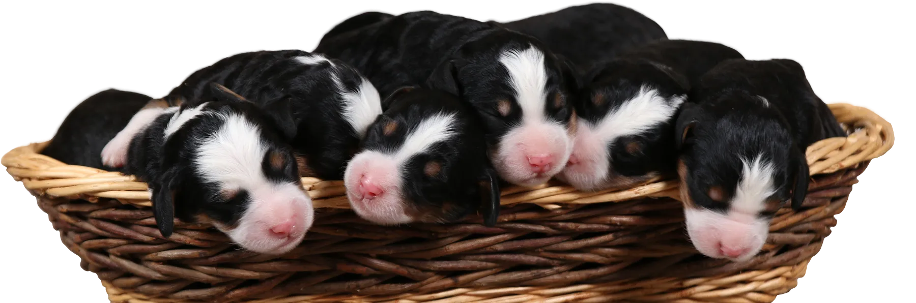 A group of puppies only a couple days old, sleeping together in a woven basket.