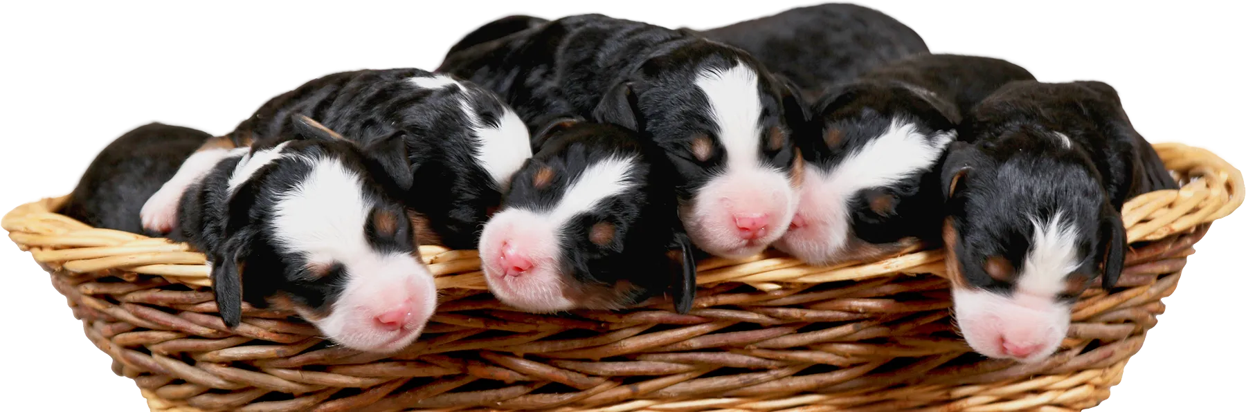 six newborn f1 mini bernedoodle puppies lay in a wicker basket