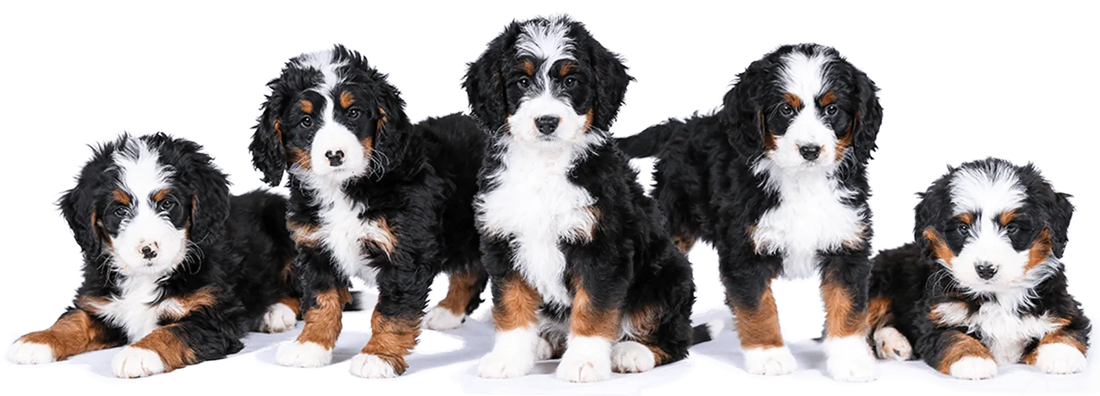 Reputable Bernedoodle Breeder Tri-colored Bernedoodle Puppies
