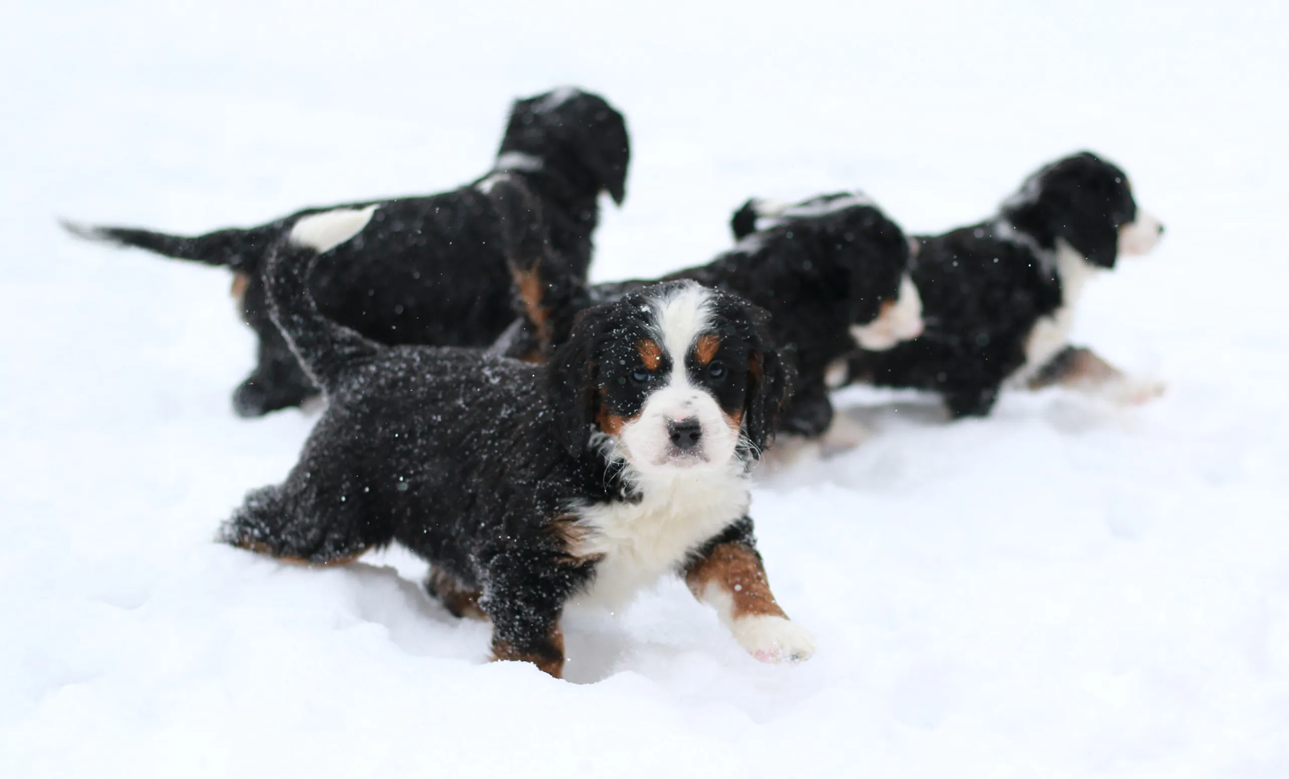 4 small F1 mini bernedoodle puppies making their way through a snowy field