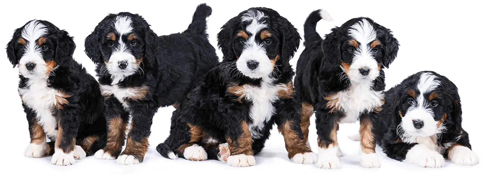 F1 Standard Bernedoodle Puppies for Sale Large Bernedoodles