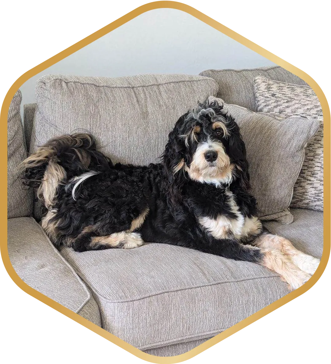 Standard bernedoodle dog laying on a grey couch