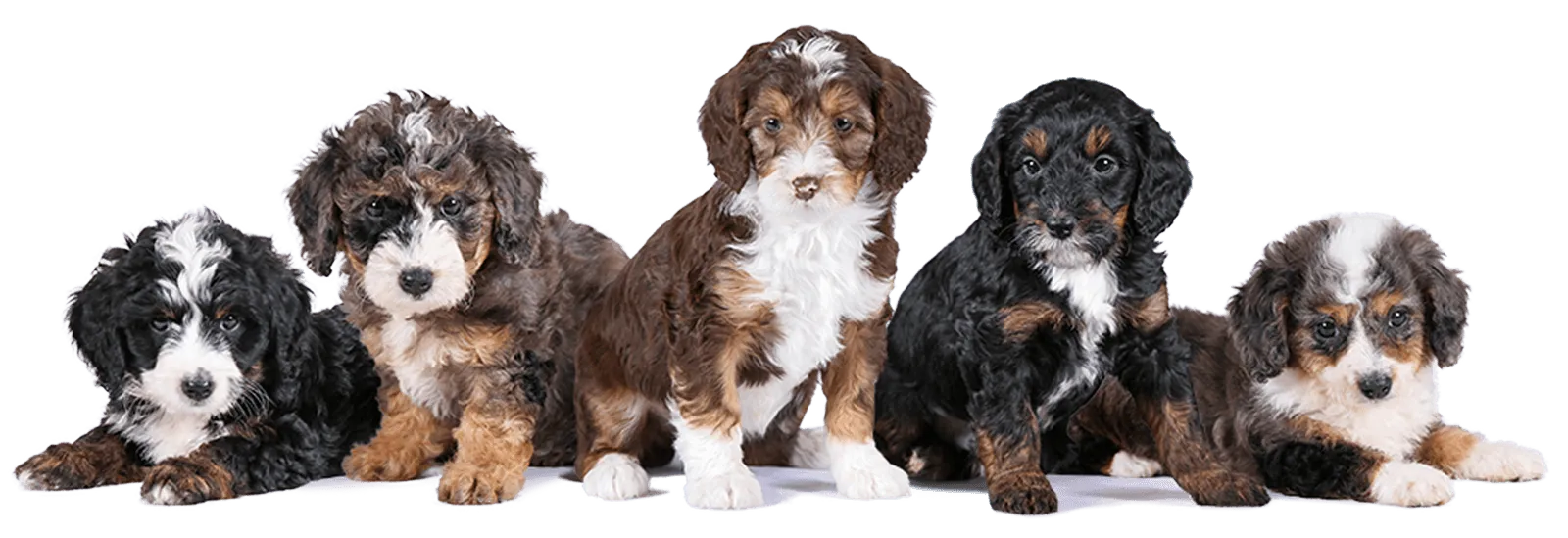 F1B Micro Bernedoodle Puppies For Sale