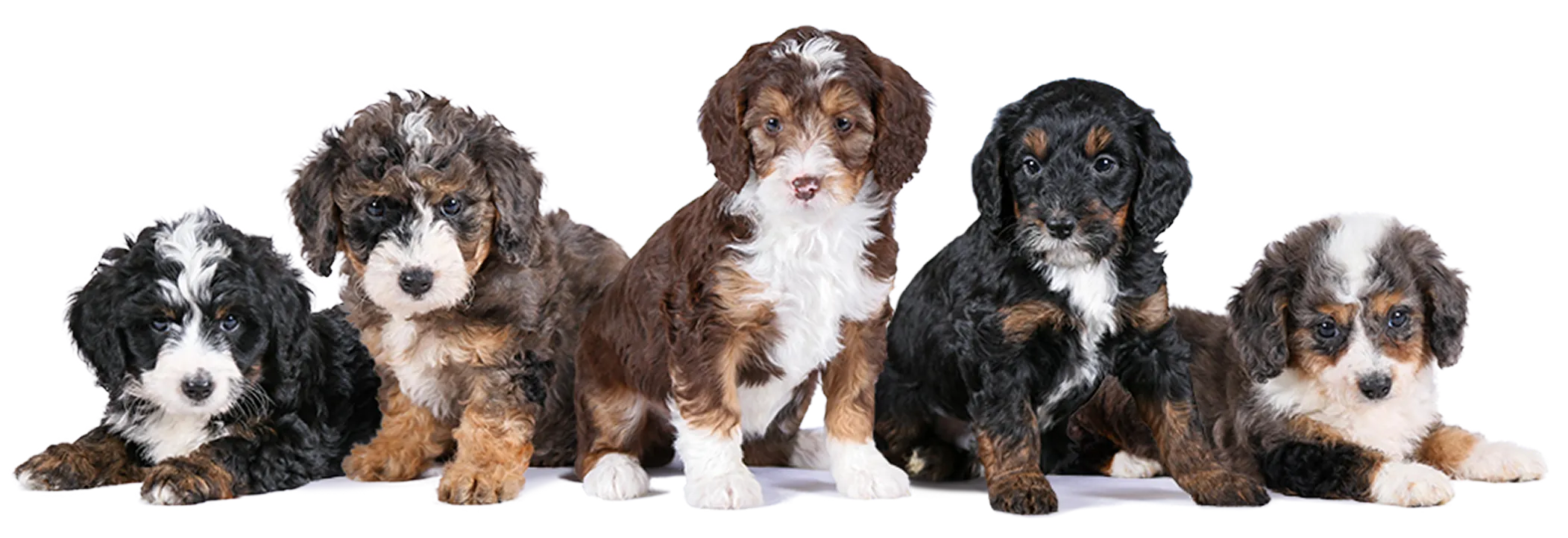 Five F1B Micro Bernedoodle puppies sit and lie close together facing forward.