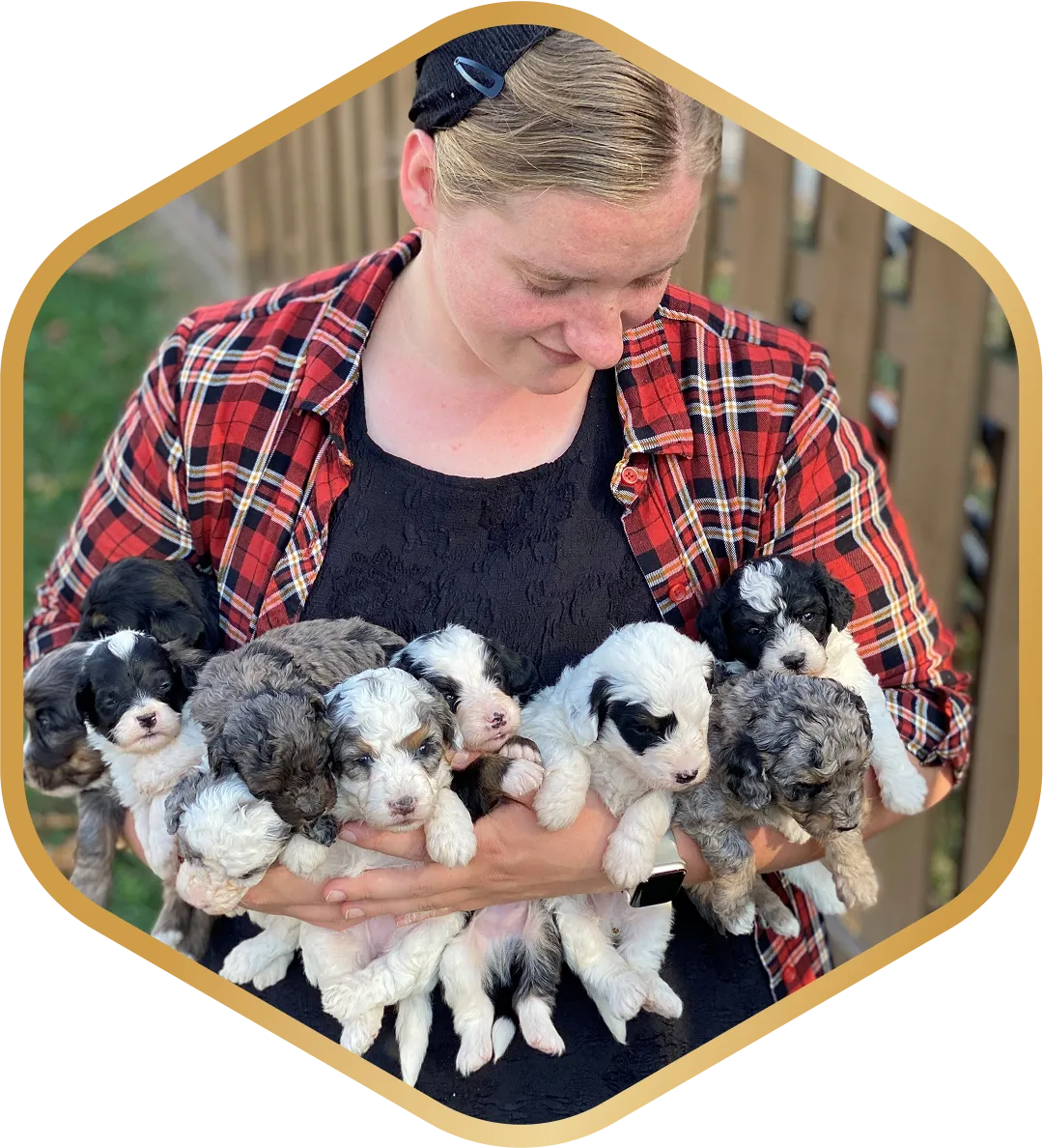 An employee in a plaid shirt holds eight fluffy black, white, and gray puppies in their arms.