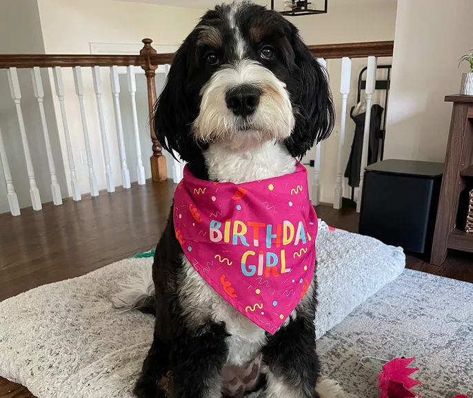 A black and white bernedoodle dog wearing a pink bandana that says "Birthday Girl" sits on a dog bed indoors.