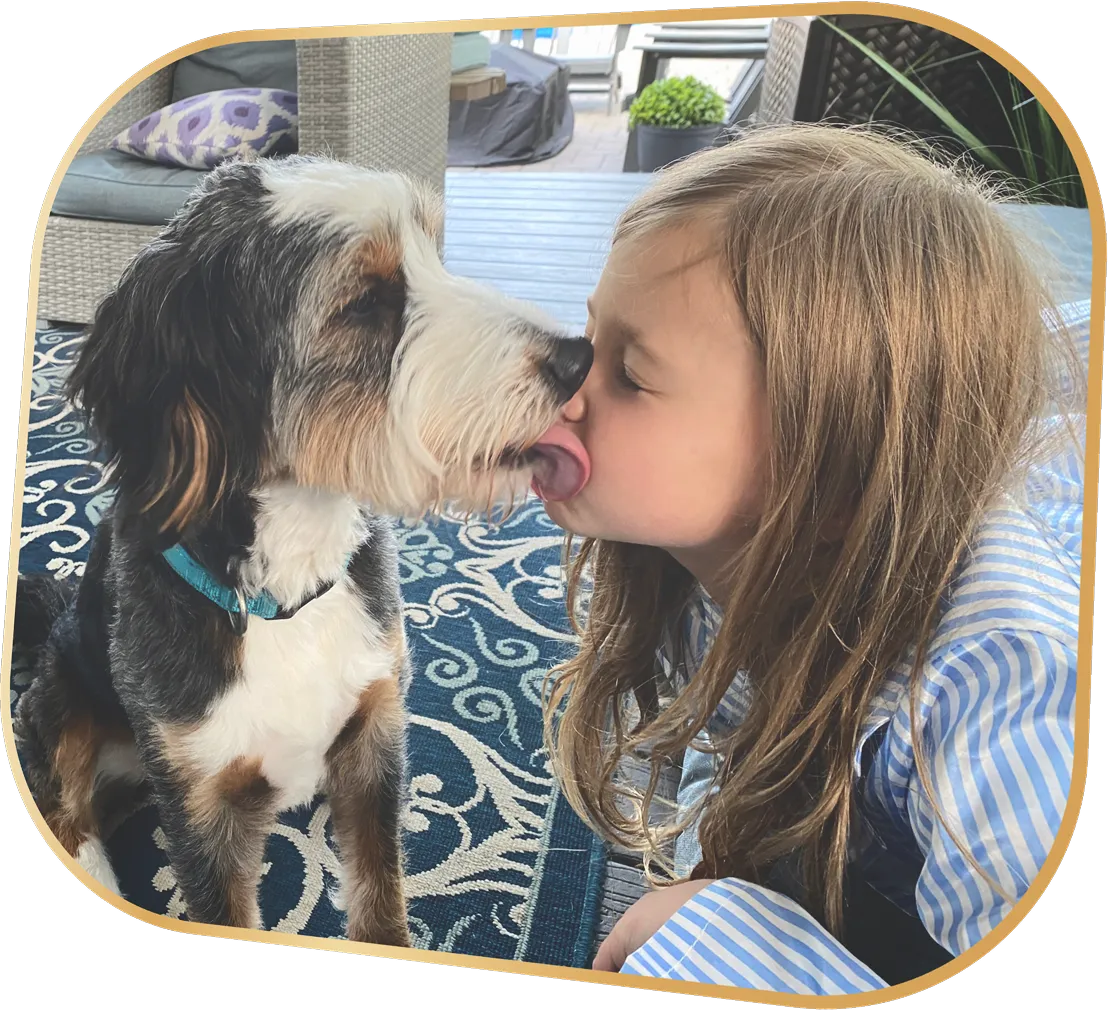 An adult bernedoodle licking a small girl's face in their living room.