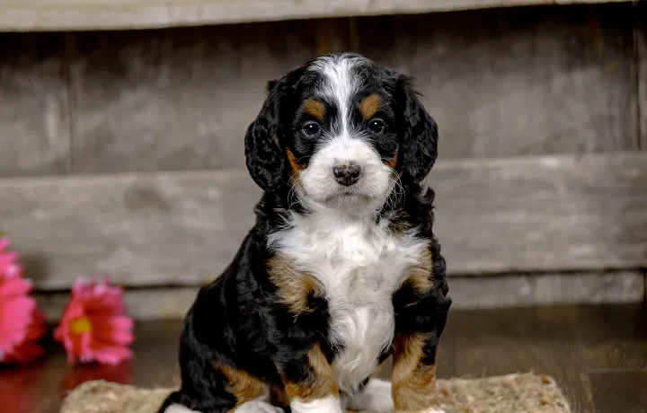 F1 Mini bernedoodle puppy