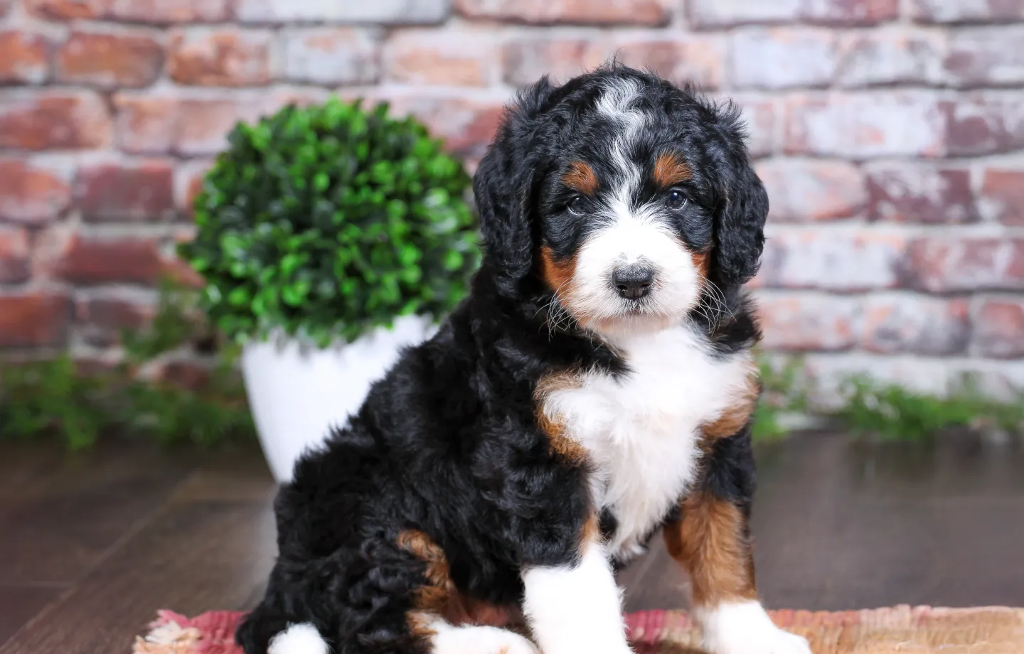 F1 Standard bernedoodle puppy