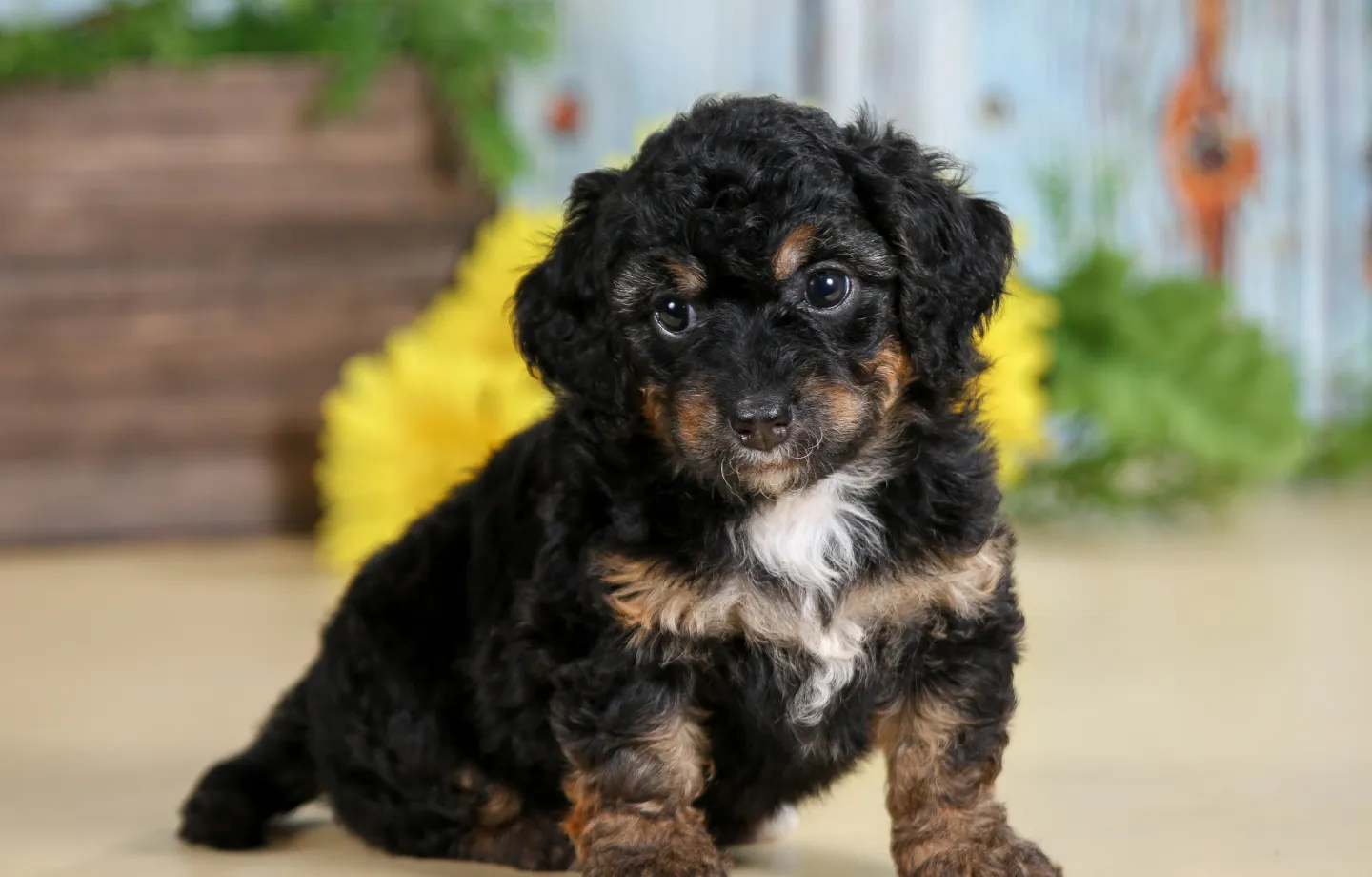 F1B Micro bernedoodle puppy