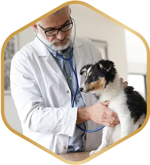 A vet examining a puppy at the clinic.